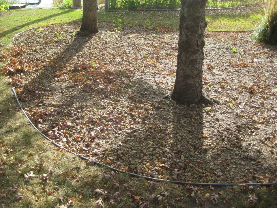 View of tree gouping ground cover